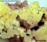 Inside-Real-Reef-Rock-1