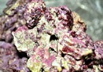 Inside-Real-Reef-Rock-2