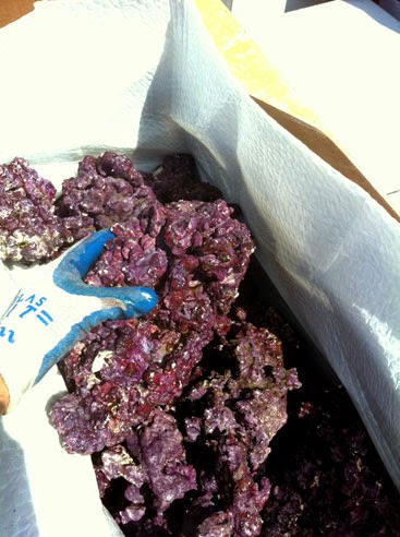 Real-Reef-Being-Packed-1