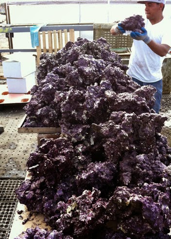 Real-Reef-Being-Packed-2