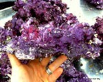 Real-Reef-in-Hand-1