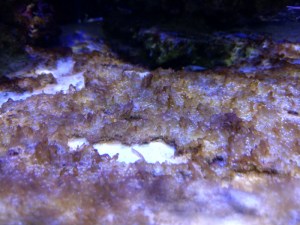 dinoflagellates2